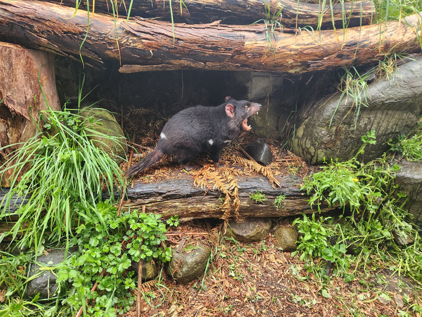 Tasmanian Devil in Natural Habitat | Fine Art Print
