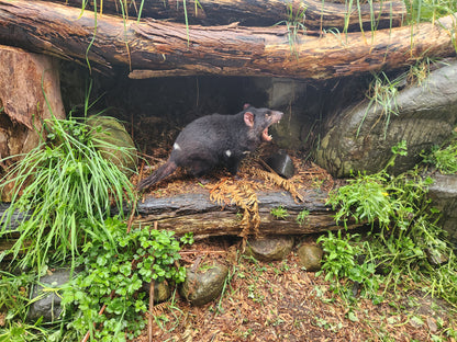 Tasmanian Devil in Natural Habitat | Fine Art Print