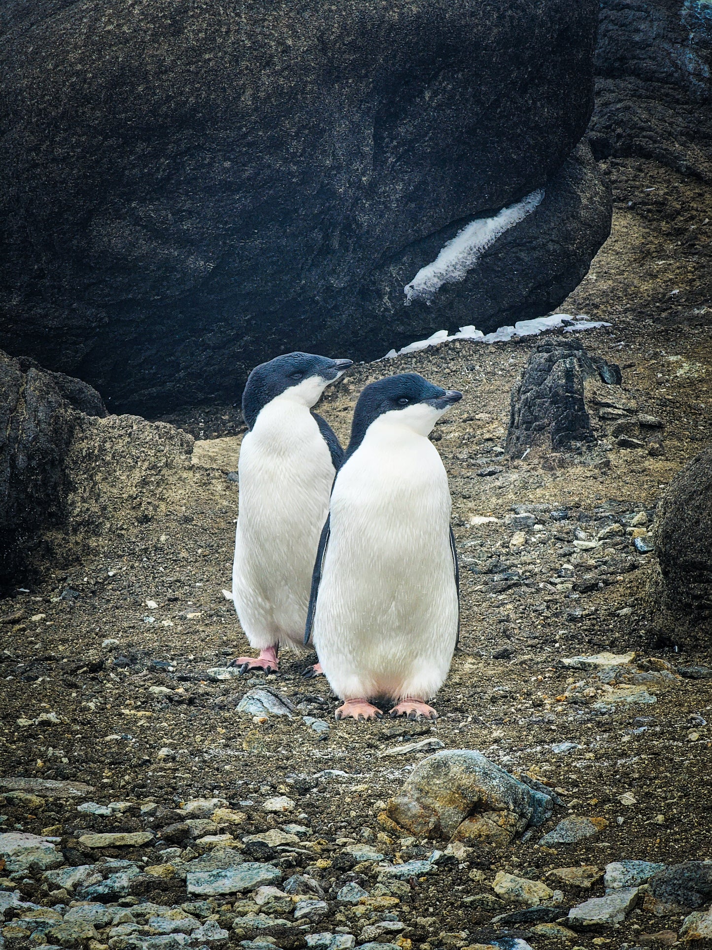 Adélie Companions — Penguins on the Rocks | Fine Art Print