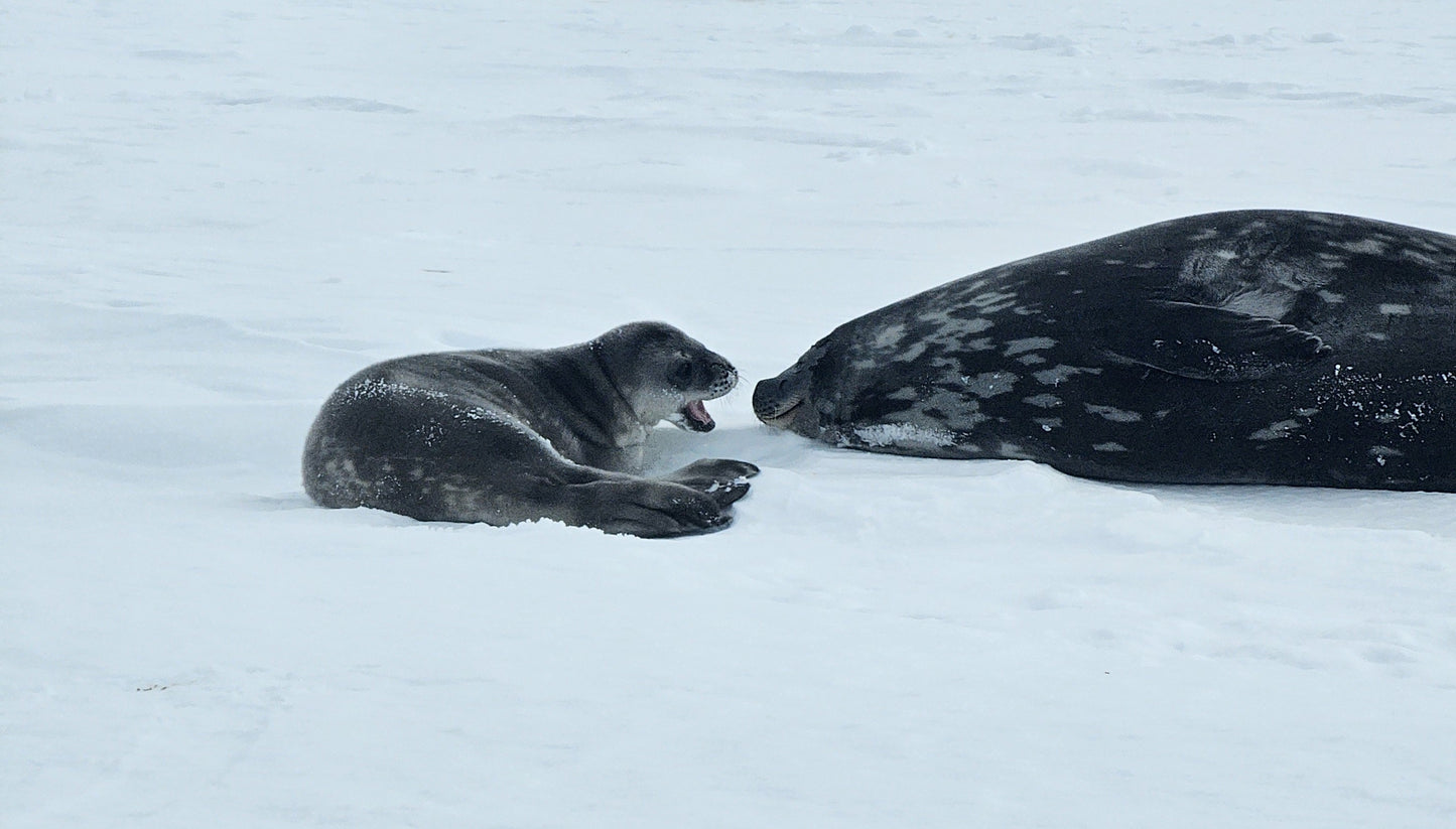 Antarctic Bond — Mother and Seal Pup | Fine Art Print