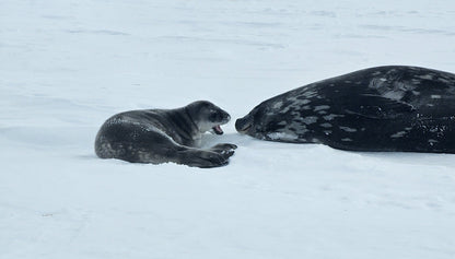 Antarctic Bond — Mother and Seal Pup | Fine Art Print