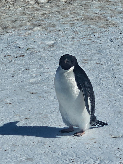 Adélie Penguin Portrait | Fine Art Print