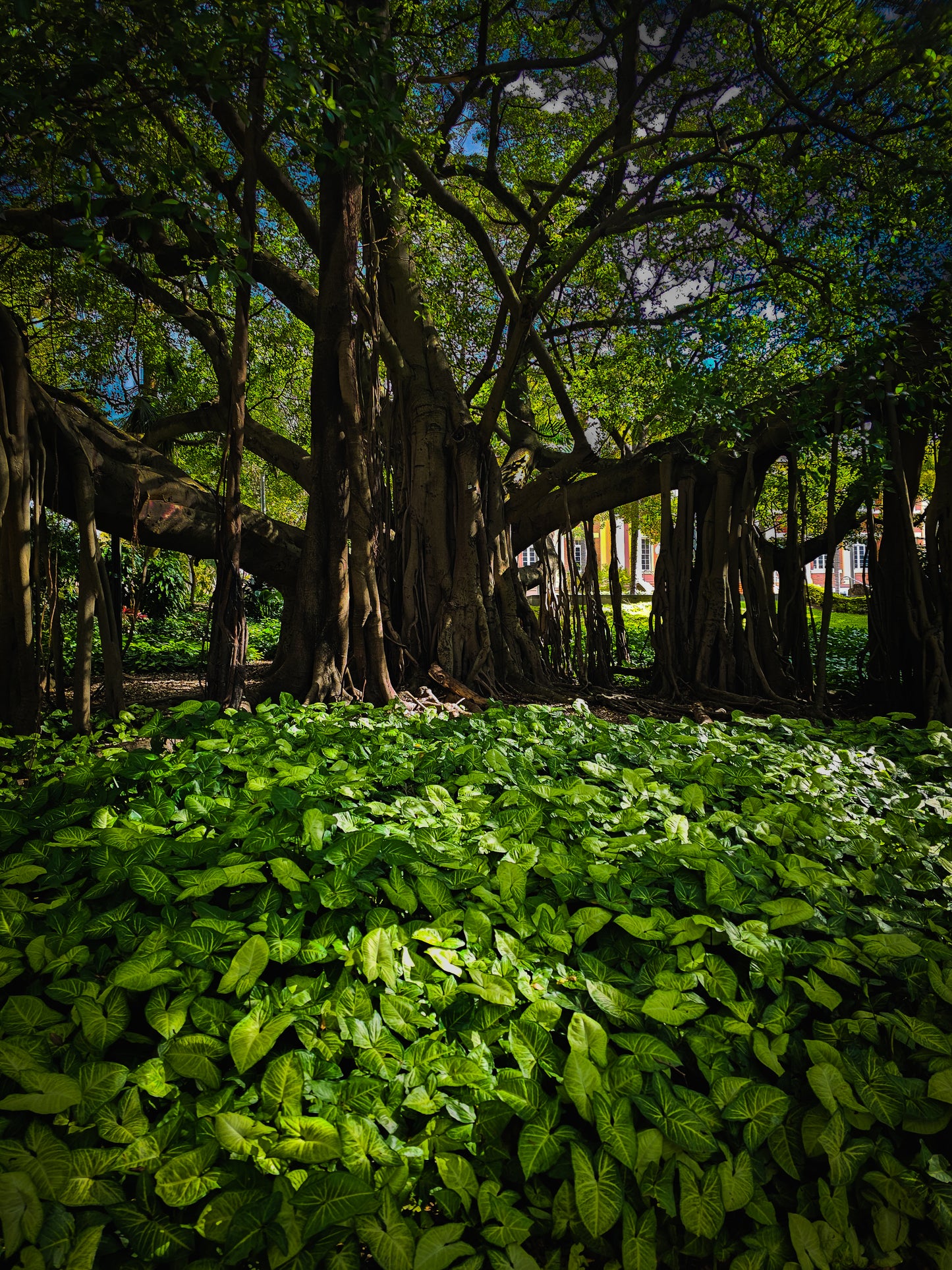 Emerald Canopy — Life Beneath the Banyan | Fine Art Print