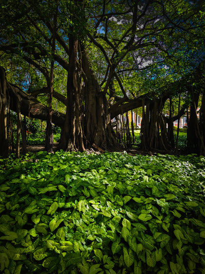 Emerald Canopy — Life Beneath the Banyan | Fine Art Print